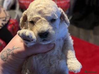 Miniature Poodle dogs Poodle puppies - Advert 11