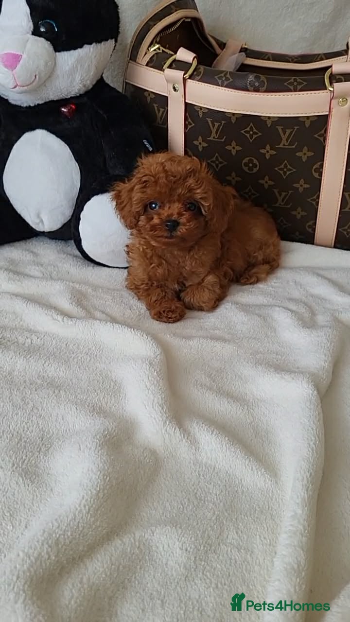 Toy Poodle dogs Gorgeous Red Toy Poodle Puppy - Advert 2