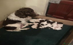 English Springer Spaniel dogs for sale: English Springer Spaniels - Image 8