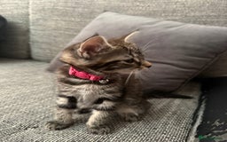 Mixed Breed cats for sale: Adorable Kittens Ready for Their Forever Homes - Image 5