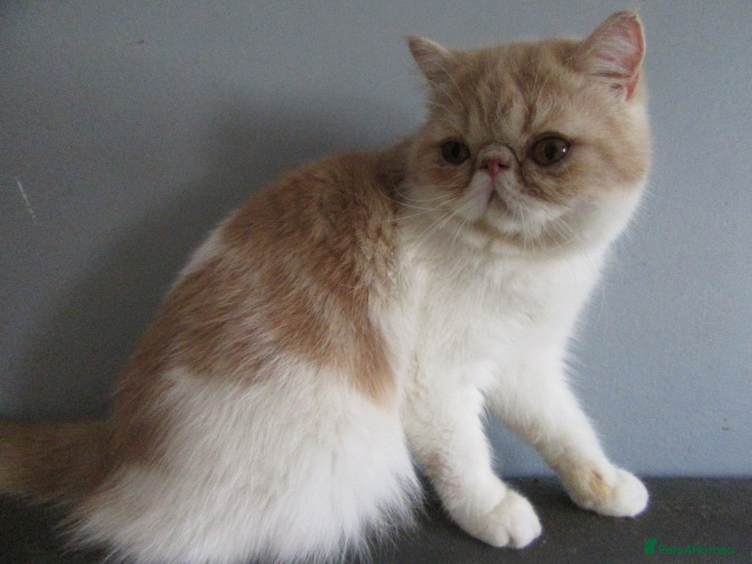 Exotic cats for sale: 2 Beautiful Male Exotics READY NOW - Image 6