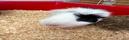 Mixed Breed rabbits for sale: Guinie pig  - Advert 3