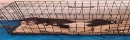 Mixed Breed dogs for sale: Kelpie cross spaniel pups - Advert 9