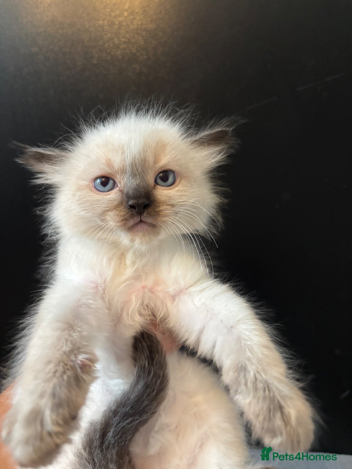 Ragdoll cats  Ready NOW!! LAST MALE RAGDOLL STUNNING 😍  - Advert 10