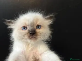 Ragdoll cats Ready NOW!! LAST MALE RAGDOLL STUNNING 😍 - Advert 10
