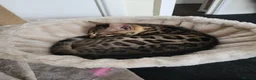 Bengal cats for sale: Beautiful female bengal - Advert 4