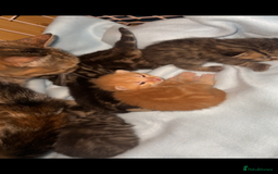 Mixed Breed cats for sale: Kittens, stunning litter of fur babies  - Image 7