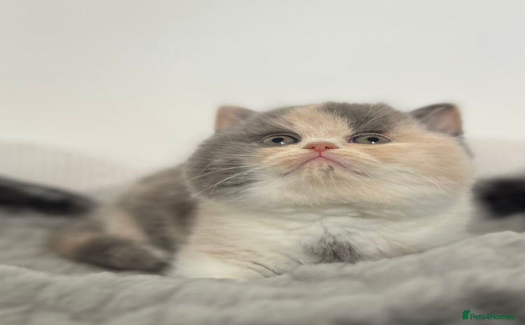 British Shorthair cats Exceptional BSH Girls, Champion Bloodlines - Advert 1