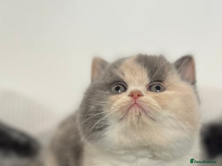 British Shorthair cats Exceptional BSH Girls, Champion Bloodlines - Advert 2