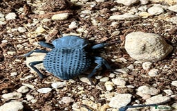 Beetles invertebrates for sale: Blue Death Feigning Beetles - Image 5