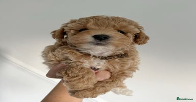 Maltipoo dogs Stunning Maltipoo puppies - Advert 4