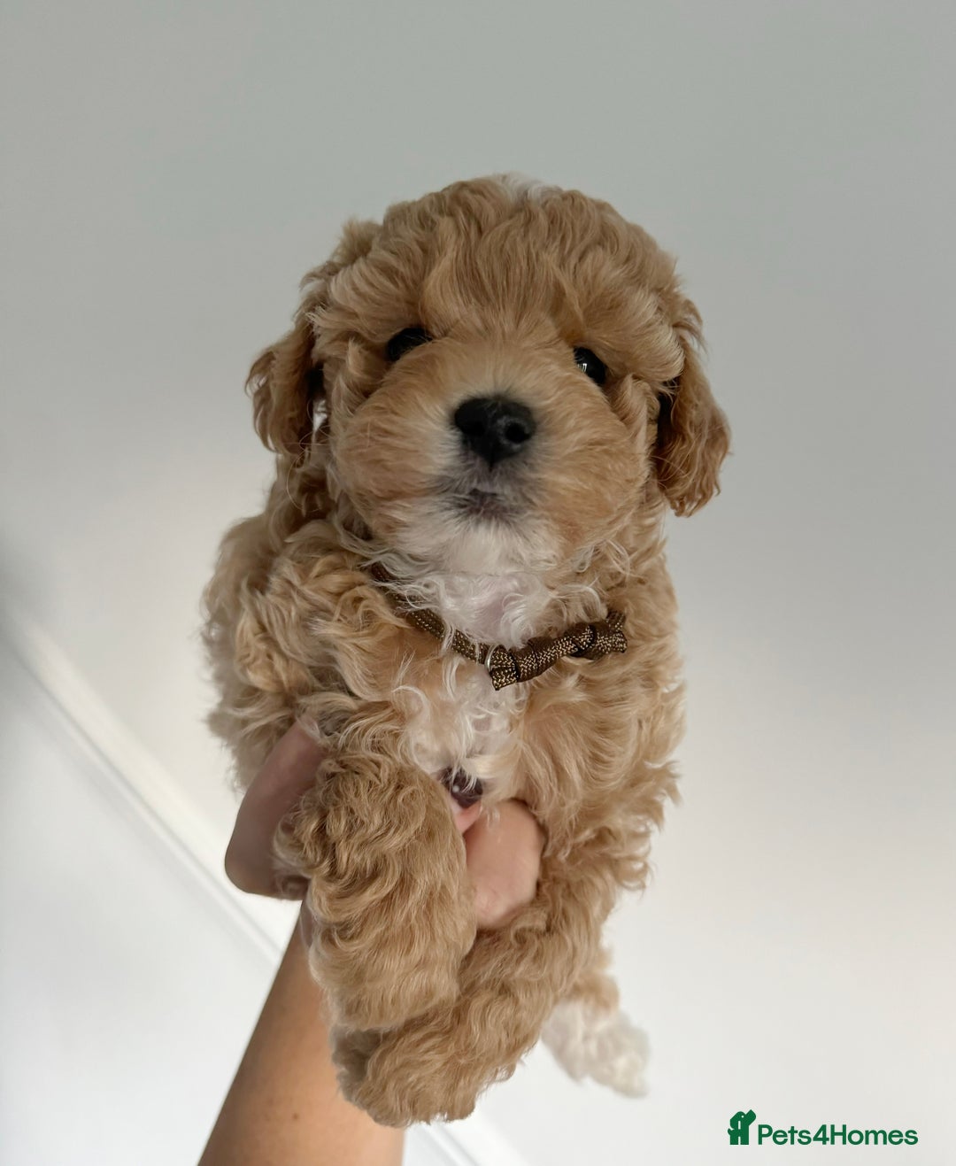 Maltipoo dogs for sale: Stunning Maltipoo puppies - Advert 2
