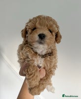 Maltipoo dogs Stunning Maltipoo puppies - Advert 7