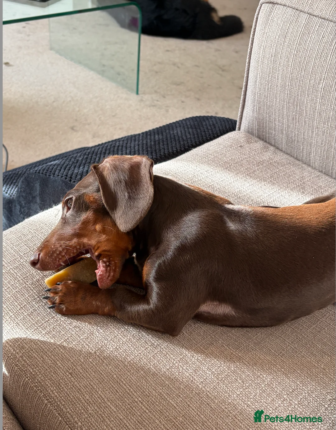 Miniature Dachshund dogs for sale: 8 Months Female Miniature Dachshund - Advert 2