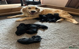 Flat coated Retriever dogs for sale: Flat coated x Golden Retriever puppies - Image 4