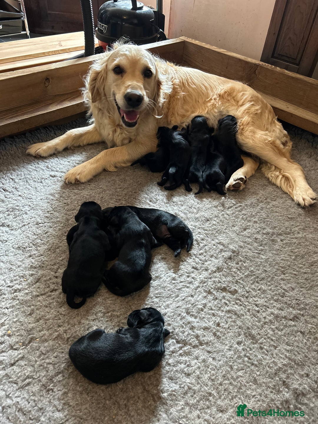 Flat coated Retriever dogs for sale: Flat coated x Golden Retriever puppies - Image 4