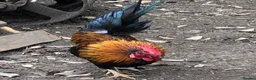 Chickens poultry for sale: Aseel / Cross Cockerel hatched 2026 - Advert 10