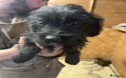 Jackapoo dogs for sale: Beautiful jackapoo - Image 7
