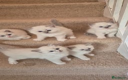 Ragdoll cats for sale: 5 GCCF Pedigree Ragdoll kittens for sale - Image 1