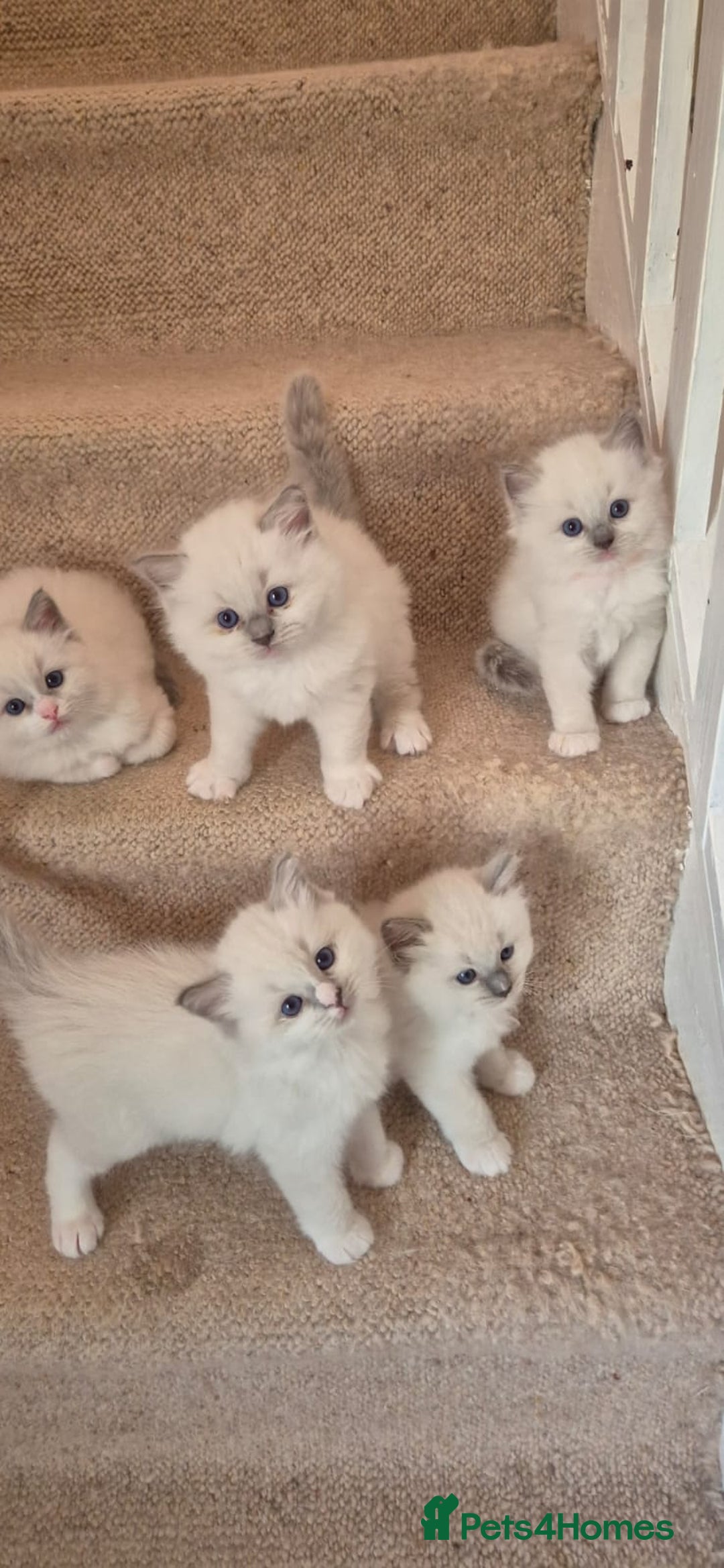Ragdoll cats for sale: 5 GCCF Pedigree Ragdoll kittens for sale - Image 1