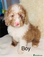 Cockapoo dogs DNA TESTED, outstanding colour merle, ready now ❤️ - Advert 6