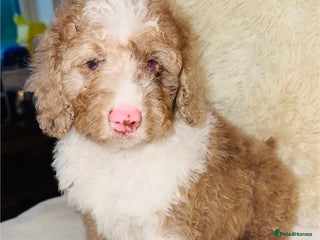 Cockapoo dogs REDUCED DNA TESTED, last merle boy ready now ❤️ - Advert 12