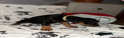 Mixed Breed dogs for sale: 10 Rottweiler cross Doberman pups - Advert 3