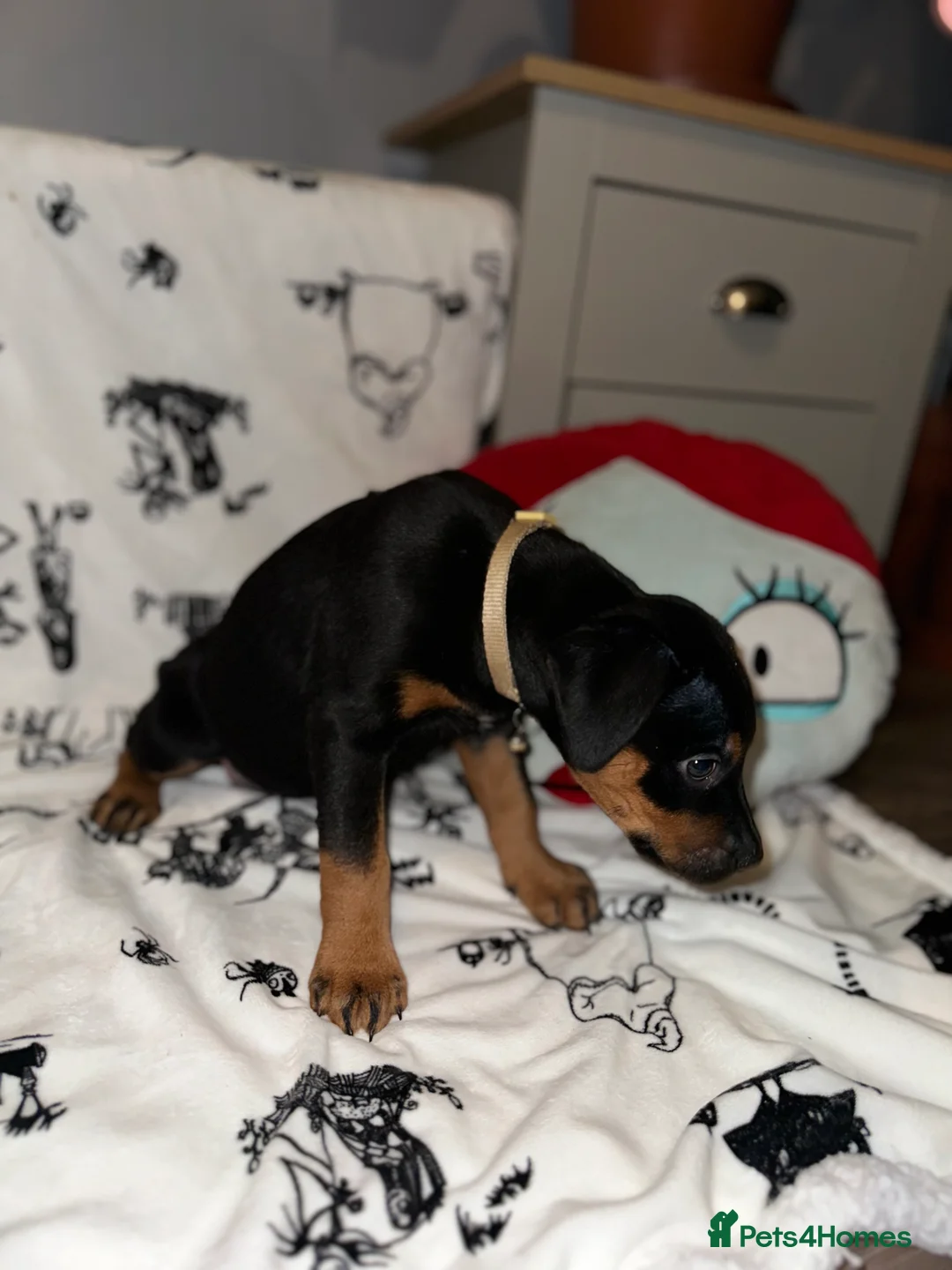Mixed Breed dogs for sale: 10 Rottweiler cross Doberman pups - Advert 3