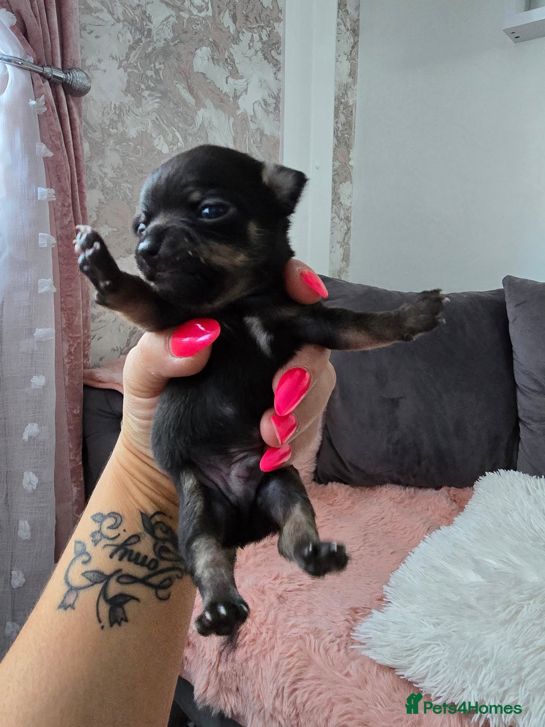 Chihuahua dogs for sale: Full pedigree chihuahuas - Image 5