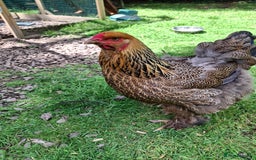 Chickens poultry for sale: Gold Partridge Brahma young cockerels  - Image 3