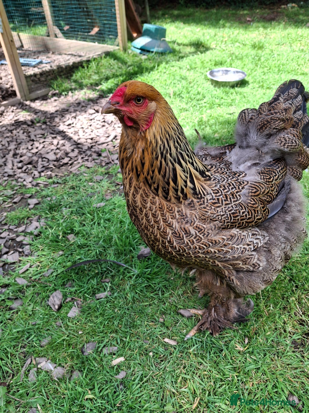 Chickens poultry for sale: Gold Partridge Brahma young cockerels  - Image 3