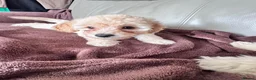 Toy Poodle dogs for sale: 5 Adorable Toy Poodle Puppies - Advert 19