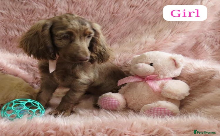 Cocker Spaniel dogs - Advert 1