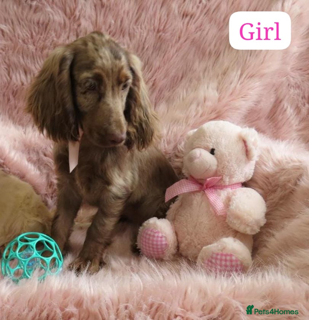 Cocker Spaniel dogs for sale: 🏆BEAUTIFUL COLOURS 🏆 SHOW TYPE COCKER SPANIELS - Image 8