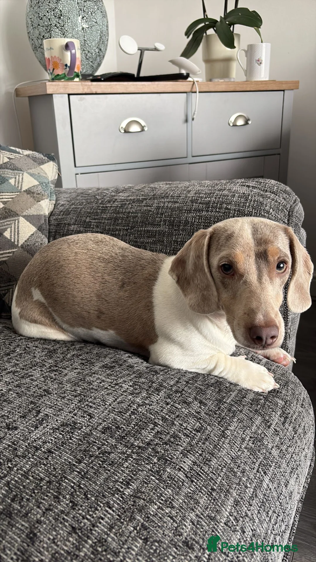 Dachshund dogs for sale: 1 year old male (Piggy)  in Bradford - Advert 2