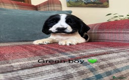 Cocker Spaniel dogs for sale: KC registered, health tested, show type puppies  - Image 9