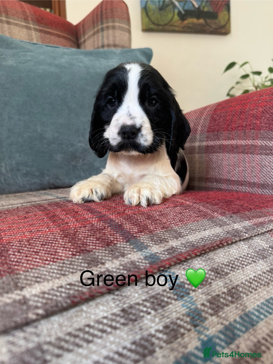 Cocker Spaniel dogs for sale: KC registered, health tested, show type puppies  - Image 9