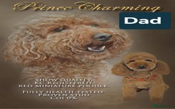 Cockapoo dogs for sale: Miniature cockapoo  - Image 12