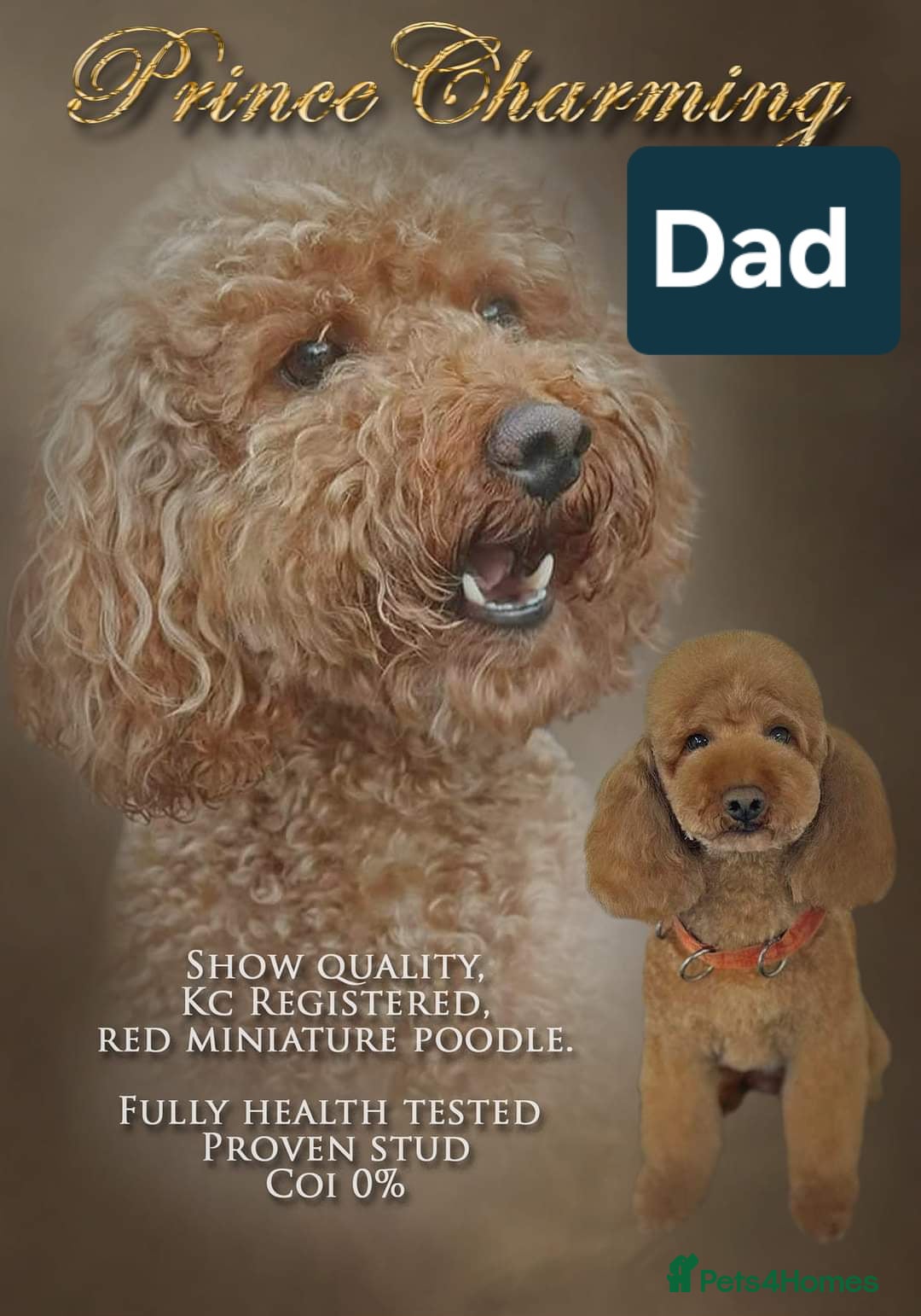 Cockapoo dogs for sale: Miniature cockapoo  - Image 12
