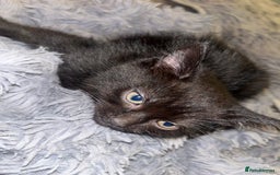 Mixed Breed cats for sale: 2 black girls 9 weeks old - Image 12