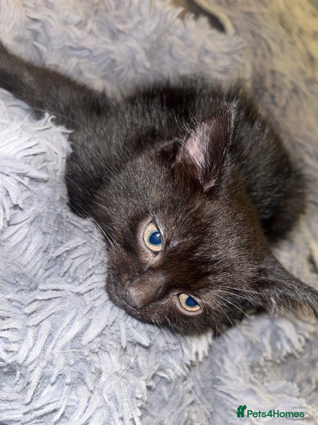 Mixed Breed cats for sale: 2 black girls 9 weeks old - Image 12