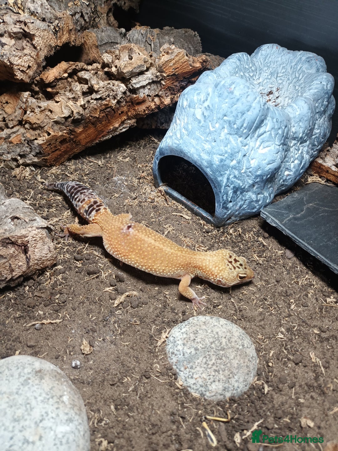 Leopard Gecko reptiles for sale: Leopard Gecko (Inc tank)  - Advert 3
