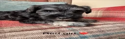 Miniature Schnauzer dogs for sale: KC registered, health tested puppies available  - Advert 7