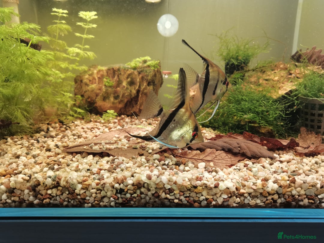 Angelfish fish for sale: 3 x Male Altum Angel Fish  - Advert 2