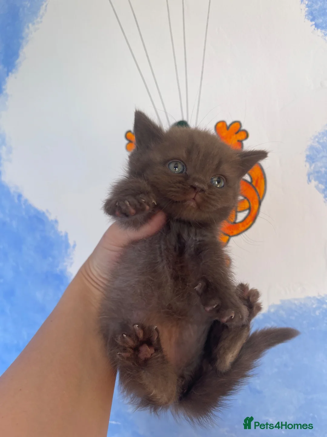 British Shorthair cats for sale: ⭐ Stunning Rare Colour Shorthair Kittens - Advert 2
