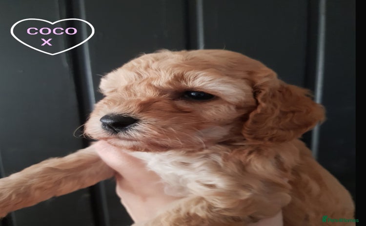 Cavapoo dogs - Advert 5