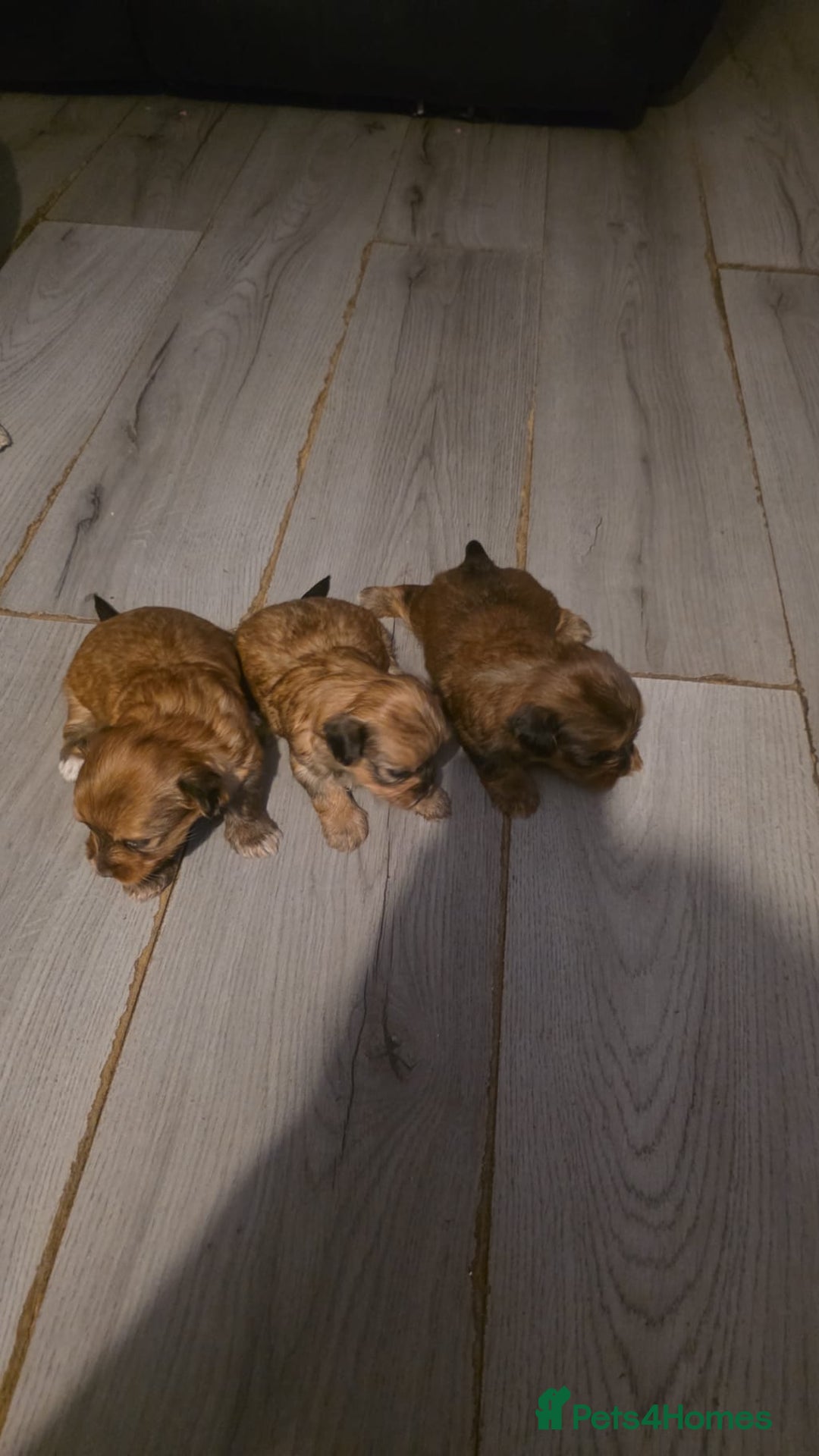 Morkie dogs for sale: Morkie - Image 1