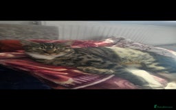 Abyssinian cats for sale: Georgeta  - Image 6