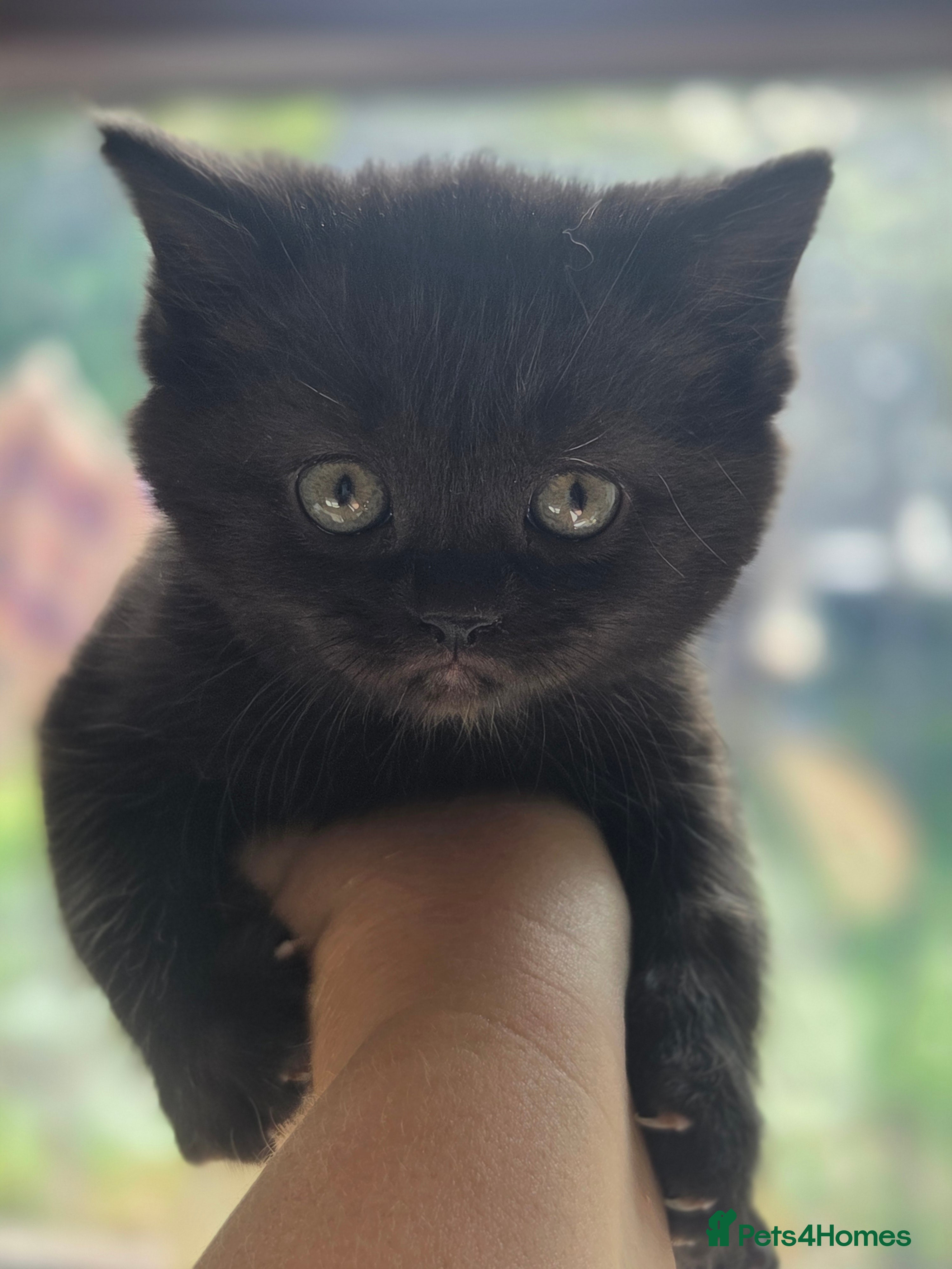 Persian cats for sale: Persian Cross tabby kittens for sale  in Warminster - Advert 4