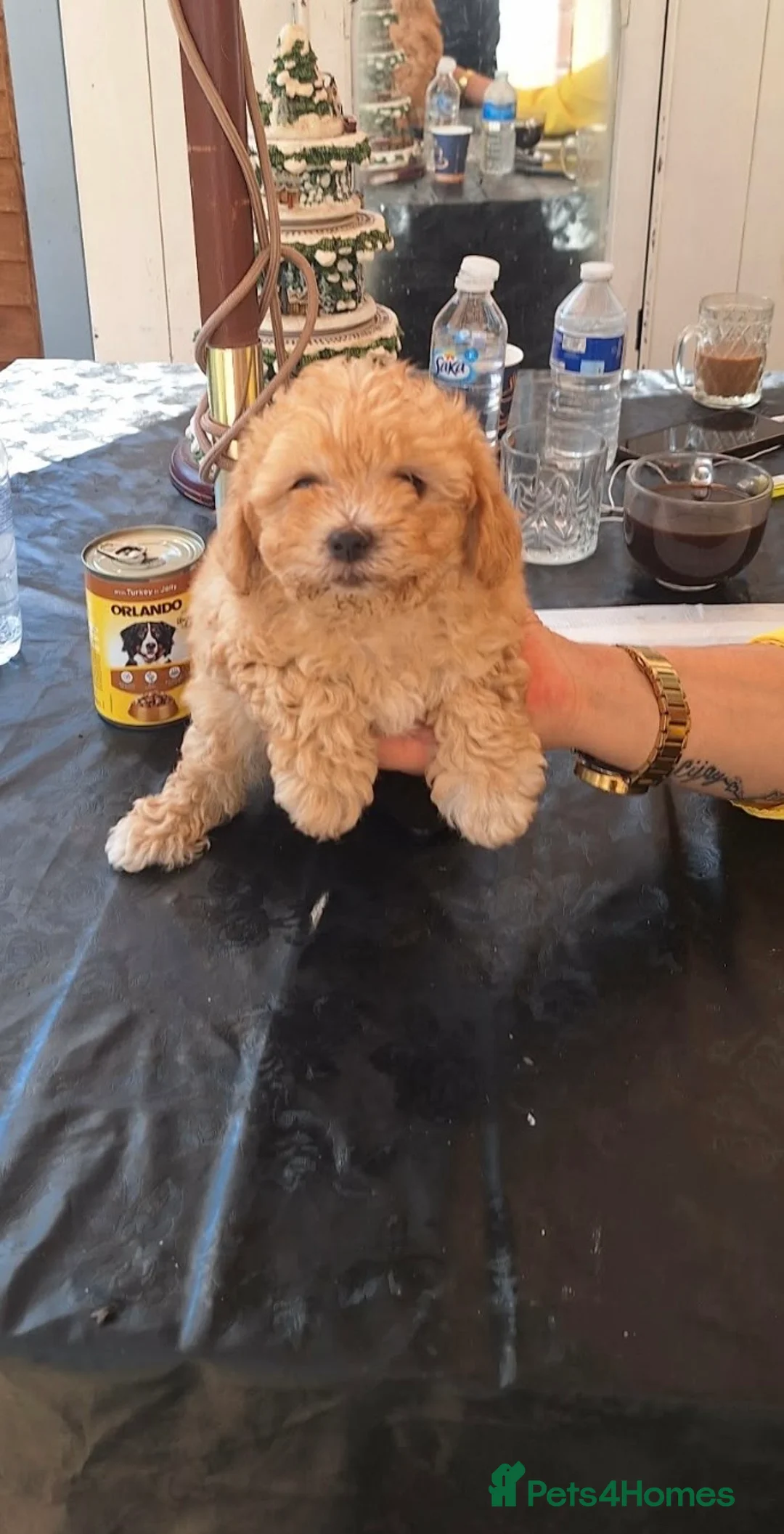 Bichon Frise dogs for sale: Bella - Advert 2